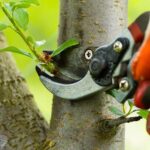 Tree Pruning in Austin TX