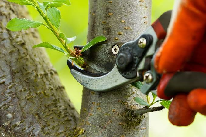 When Is the Best Time for Tree Pruning in Austin, TX?