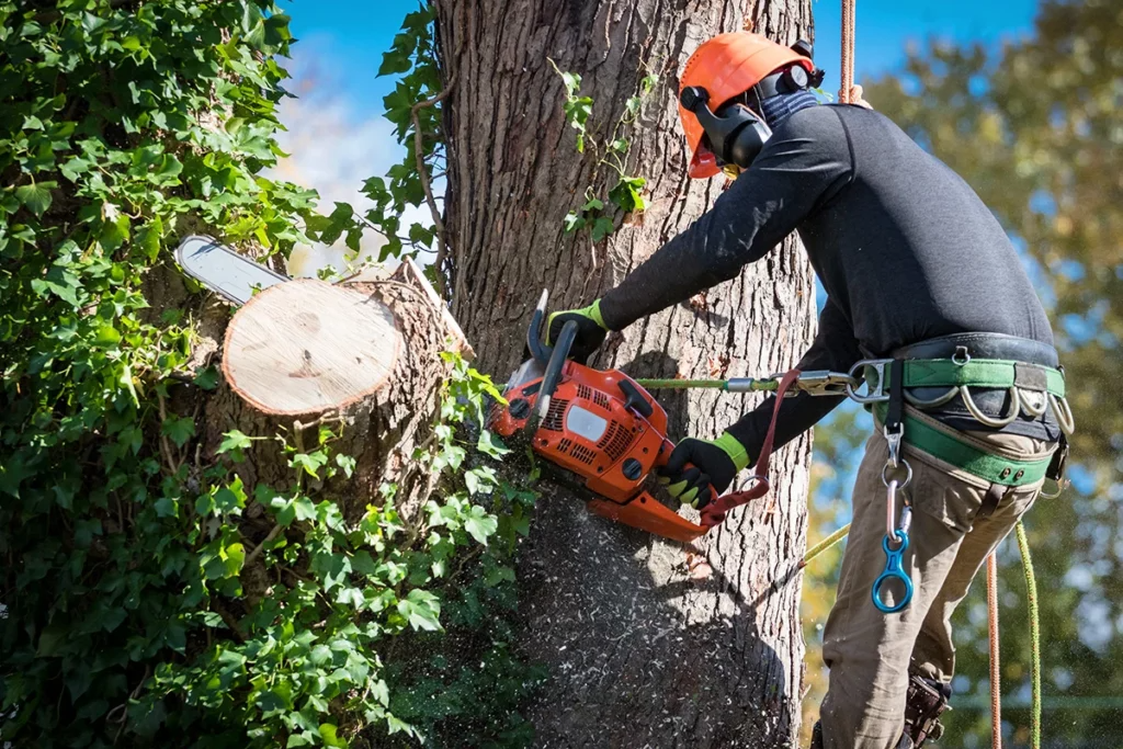 Tree Pruning in Austin TX