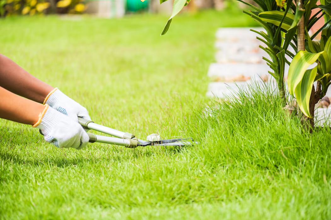 Why Expert Weed Control in Winnipeg Is Essential for Long-Lasting Lawn Health